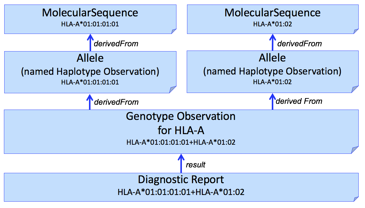 histocompatibility-fig2-hla-a-genotype-allele.png