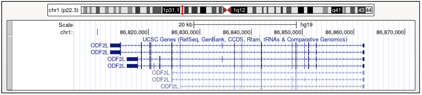 Multiple transcripts of ODF2L gene